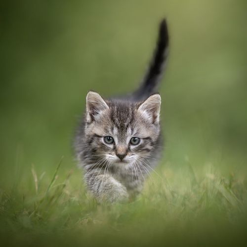 Kattenfotografie Castricum