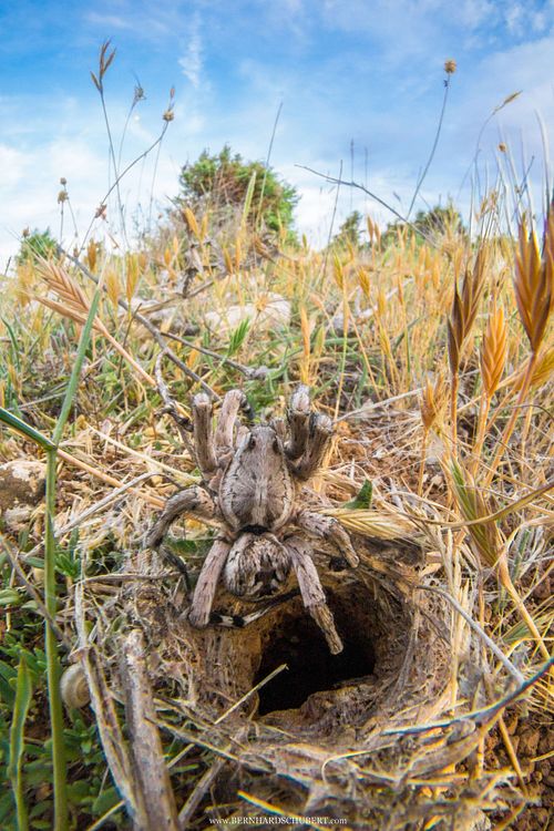 Lycosa tarantula – Apulische Tarantel