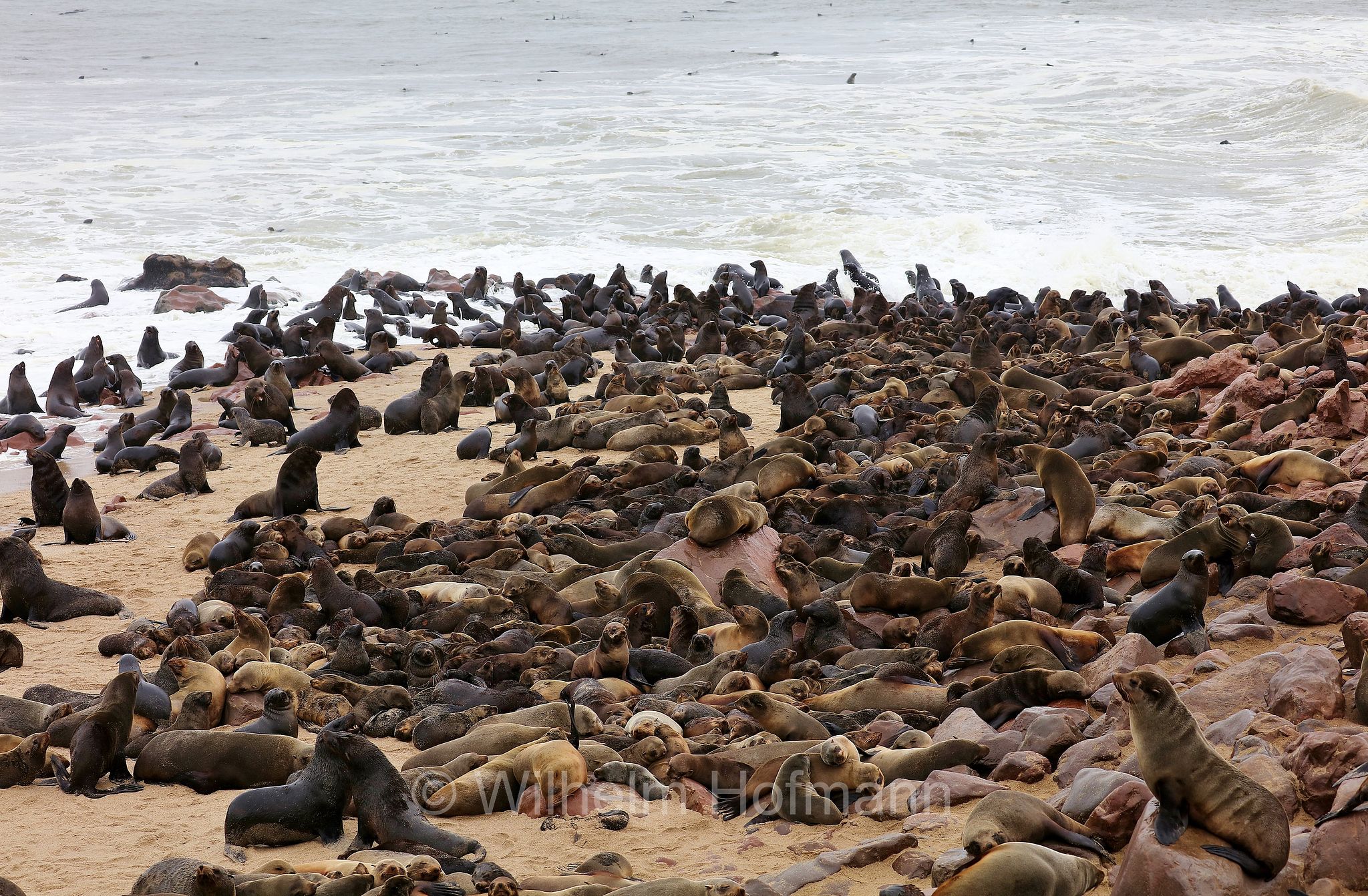 Arctocephalus pusillus, Cape fur seal, Afro-Australian fur seal, Südafrikanischer Seebär, otaria orsina del Capo, otaria orsina sudafricana, otaria orsina australiana, Cape Cross, Kreuzkap, Kaap Kruis, Skeleton Coast, Namibia