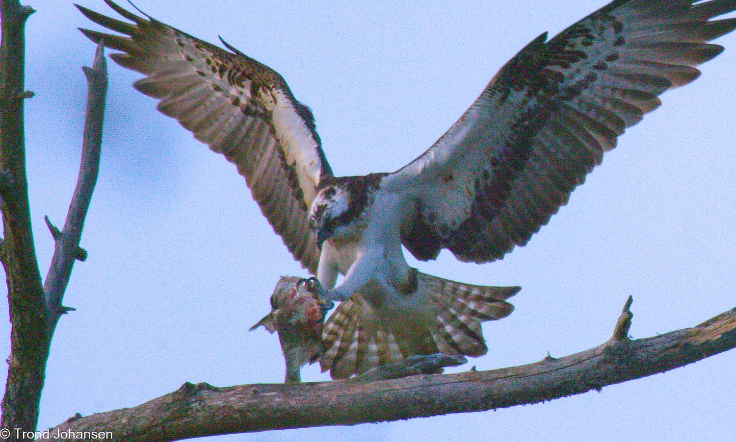 A majestic Osprey (Fiskeørn) perched in its favorite tree, eating a freshly caught fish in Norway. Captured by wildlife photographer Trond Johansen.