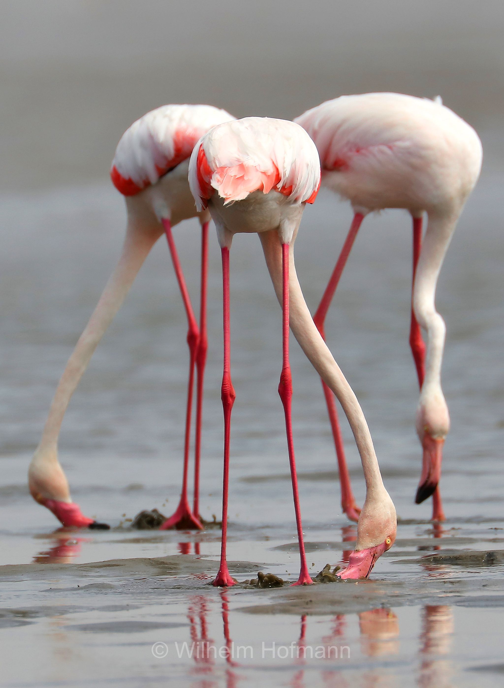 Greater flamingo, Rosaflamingo, fenicottero rosa, fenicottero maggiore, Phoenicopterus roseus, ﻿Walvis Bay Lagoon, Walfischbucht, Walvisbaai, Namibia