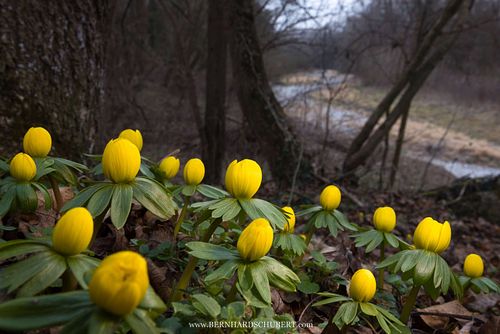 Eranthis hyemalis - Winter aconite