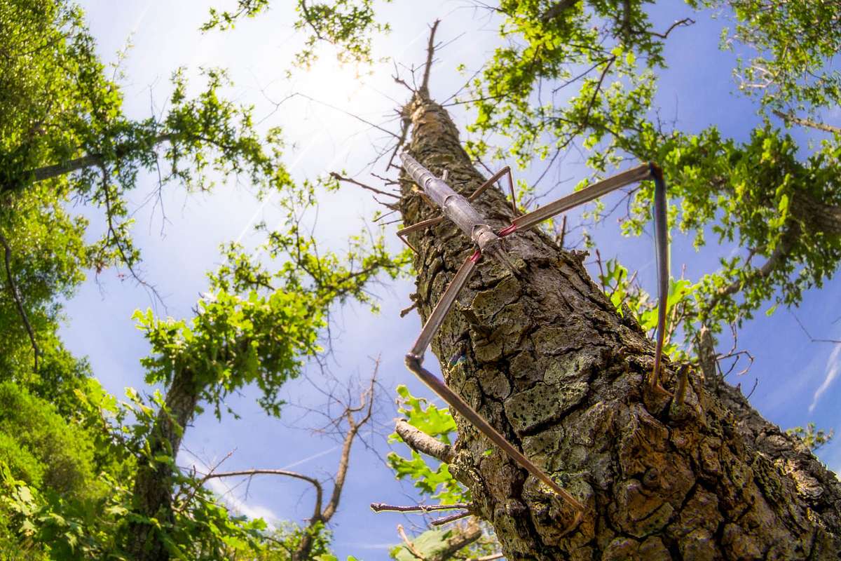 Stabschrecke Weitwinkelmakro Kroatien Workshop