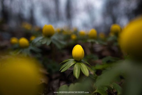 Eranthis hyemalis - Winter aconite