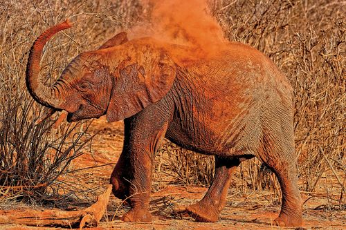 Eléphant à Tsavo au Kenya