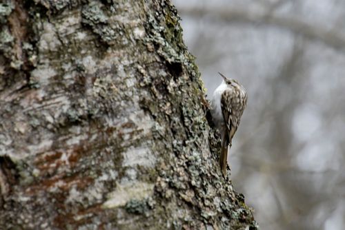 #porr#lind#loodusfoto#saluveepeep