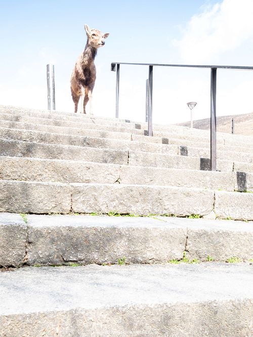 Cervus nippon centralis - Honshū sika deer