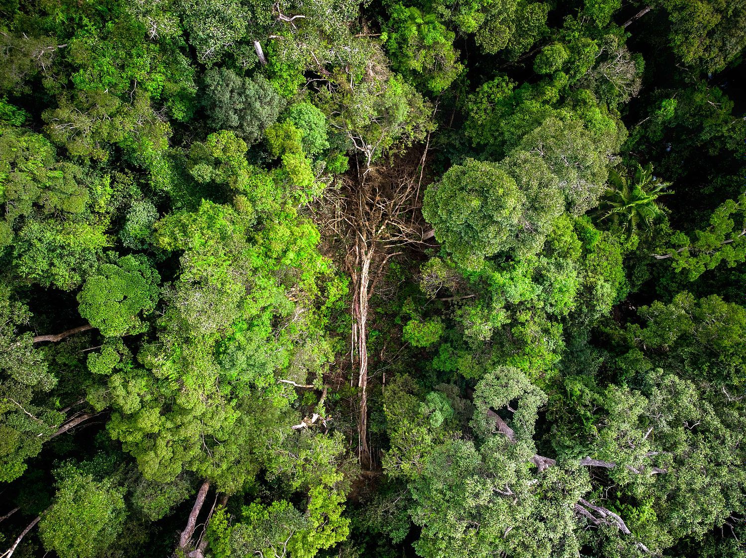 Treefall