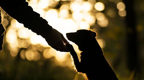 Precisa de educar o seu cão? Resolver problemas de comportamento?