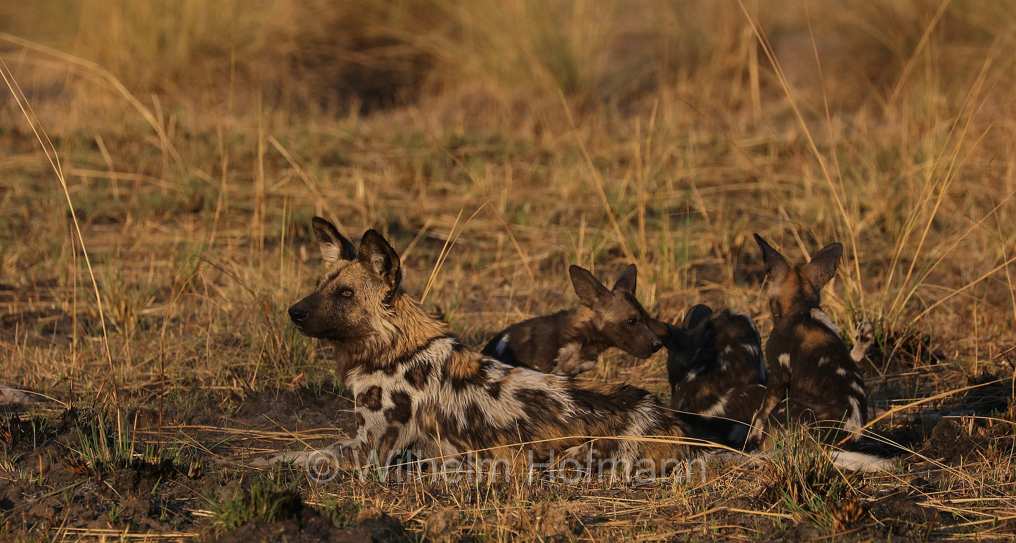 African wild dog, painted dog, Cape hunting dog, Afrikanischer Wildhund, licaone, cane selvatico africano, Lycaon pictus, Moremi Game Reserve, Moremi-Wildreservat, Okavango Delta, Okavango Grassland, Botswana, Republik Botsuana