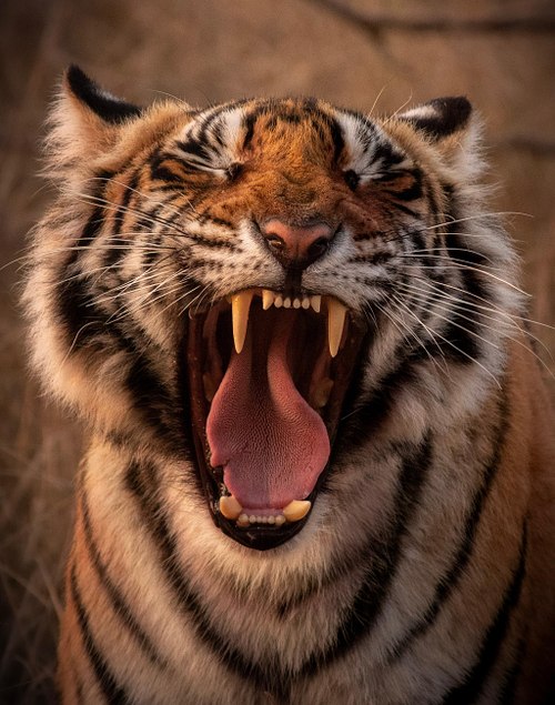 The Wild India