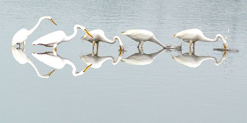multiple herons fishing, feeding