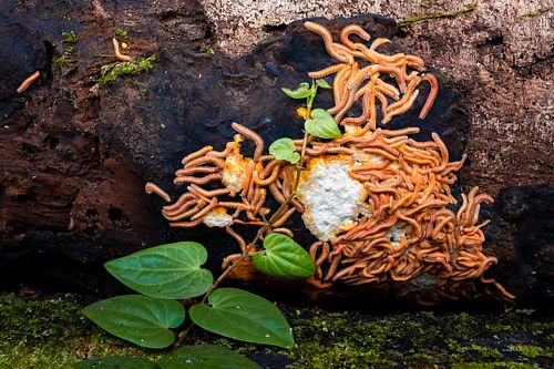 Pseudodesmus sp. - Noodle millipede