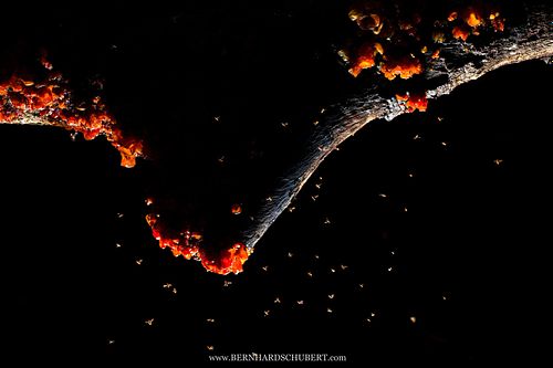 Drosophila sp. – Fruchtfliegen