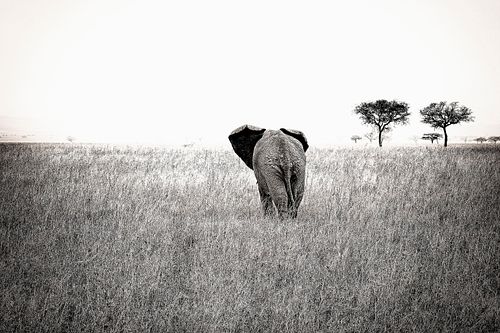Eléphant en Tanzanie