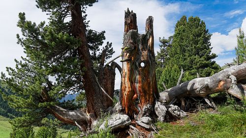 Arven im God Tamangur