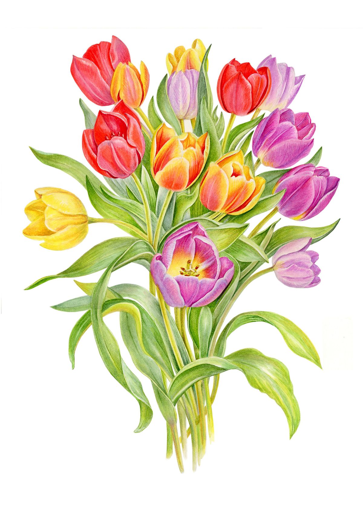 Botanical Art and Illustration