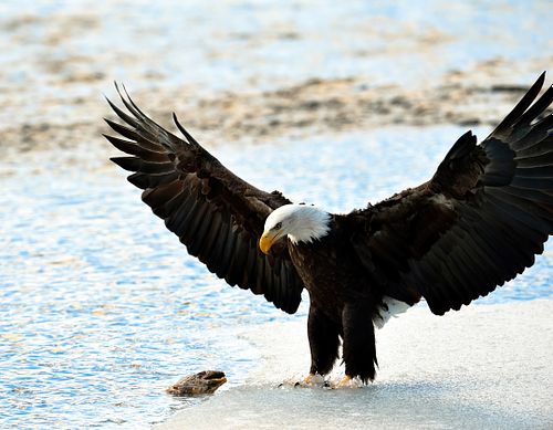 Best place for bald eagle photography workshop & guide tour in the US.  Located in the Midwest (Iowa & Illinois) and Alaska, United States.