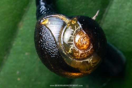 Helicarionidae - Semi-slug with shell