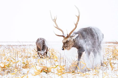 Cervus nippon yesoensis - Yezo-Sika-Hirsch