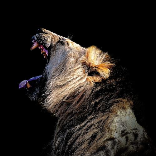 Rugissement du lion au Kenya