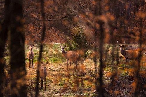 Cervus elaphus – Rothirsch