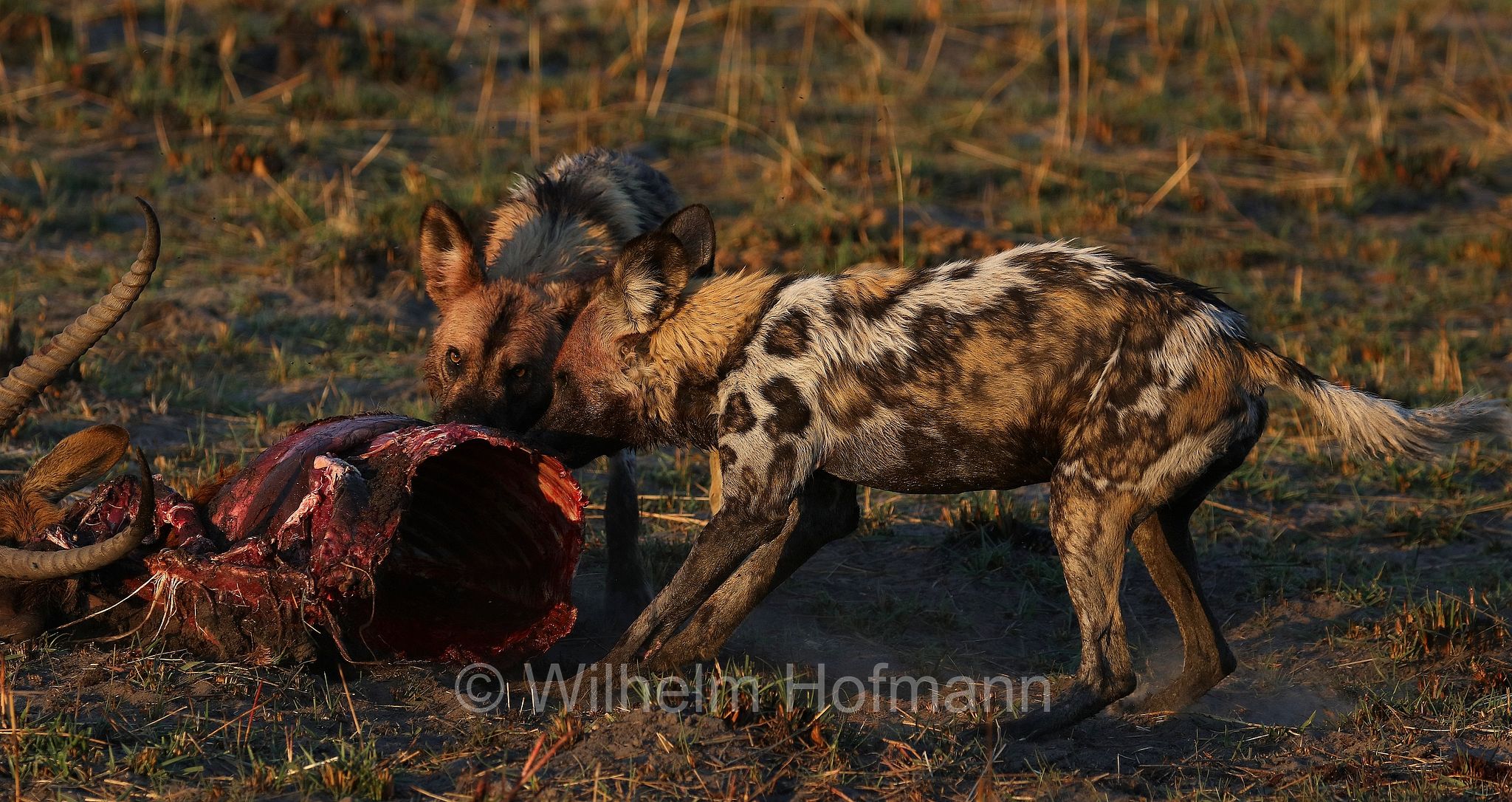 African wild dog, painted dog, Cape hunting dog, Afrikanischer Wildhund, licaone, cane selvatico africano, Lycaon pictus, Moremi Game Reserve, Moremi-Wildreservat, Okavango Delta, Okavango Grassland, Botswana, Republik Botsuana