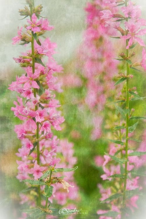 "Purple Loosestrife Beauty II" focuses on a single stem of this invasive wildflower in full-bloom and gives a glimpse of a second stem just beginning to bloom. The color and applied texture is evident in this full-frame fine art print. "Purple Loosestrife Beauty II" is copyrighted by Gregory C. Sundra and GC Sundra IMAGES, LLC.