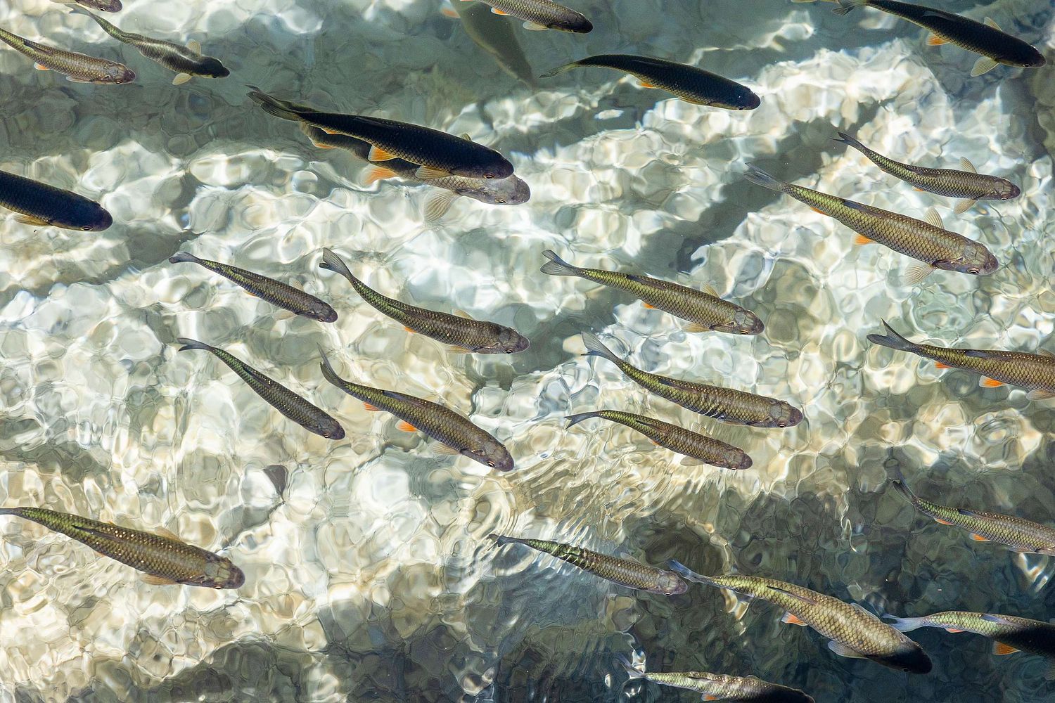 Squalius cephalus – Döbel