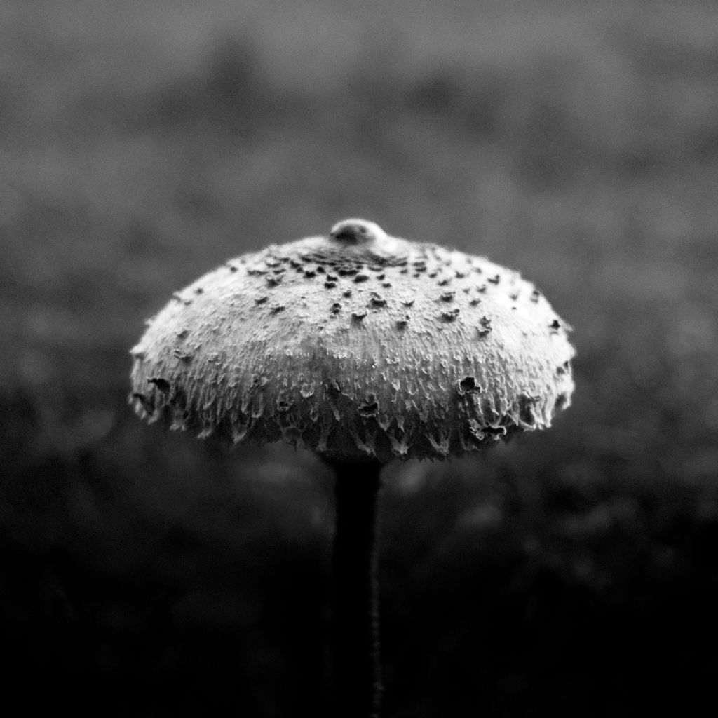 Czarno-biała fotografia grzyba rosnącego w Puszczy Kampinoskiej. Zdjęcie wykonane przez Michała Sumkę.