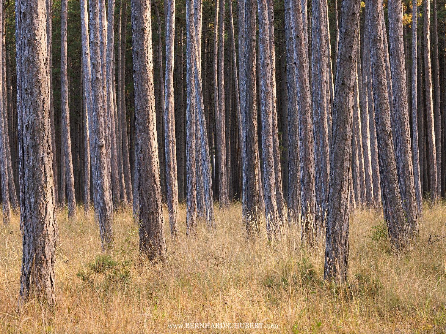 Pinus nigra - Austrian pine