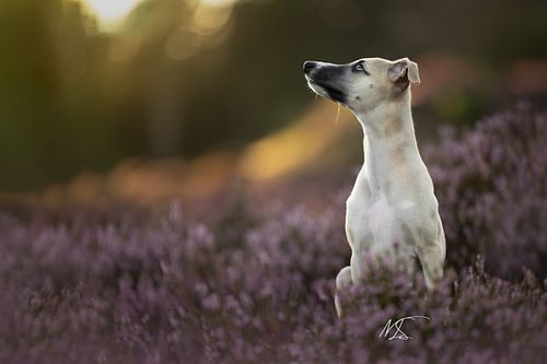 Huisdierenfotografie Whippet puppy in heide met zonsondergang zijaanzicht kijkt schuin naar boven