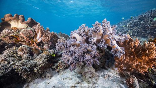 Nephtheidae - Tree corals and Sacrophyton sp. - Toadstool leathe