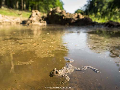 Bombina variegata - Yellow-bellied toad