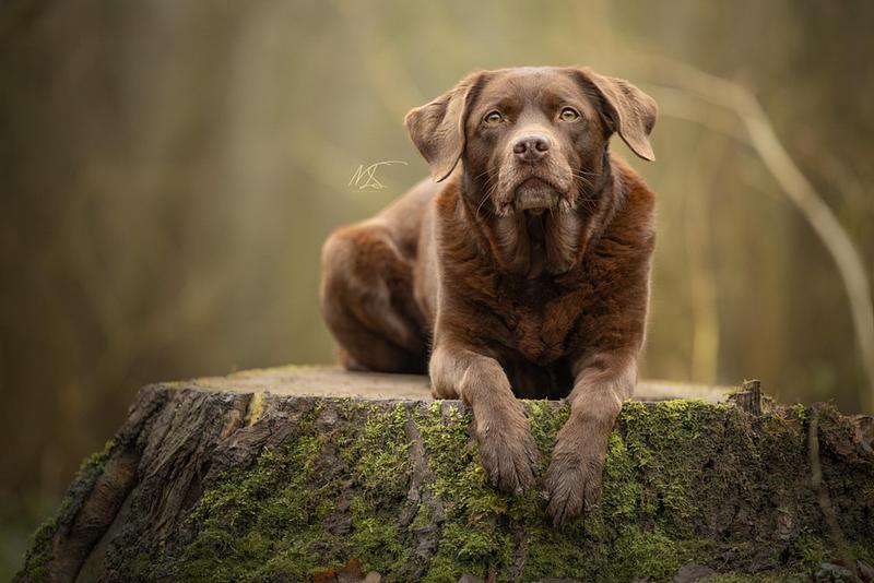 HONDEN/PUPPY'S