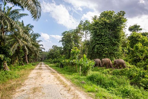 Elephas maximus borneensis - Borneo pygmy elephant