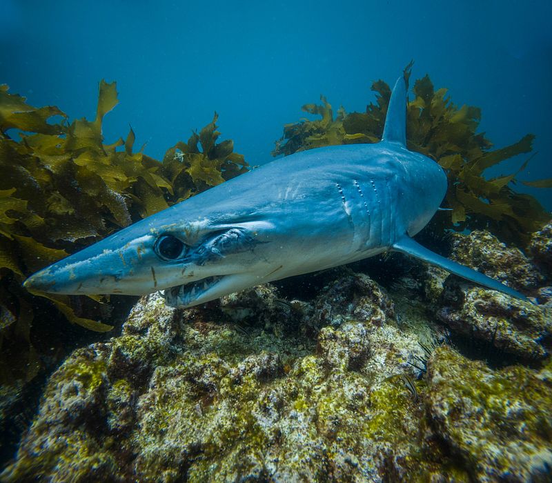 Shark Marine Conservation