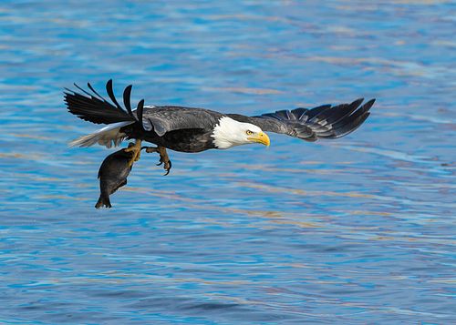 Iowa Bald Eagle Tour