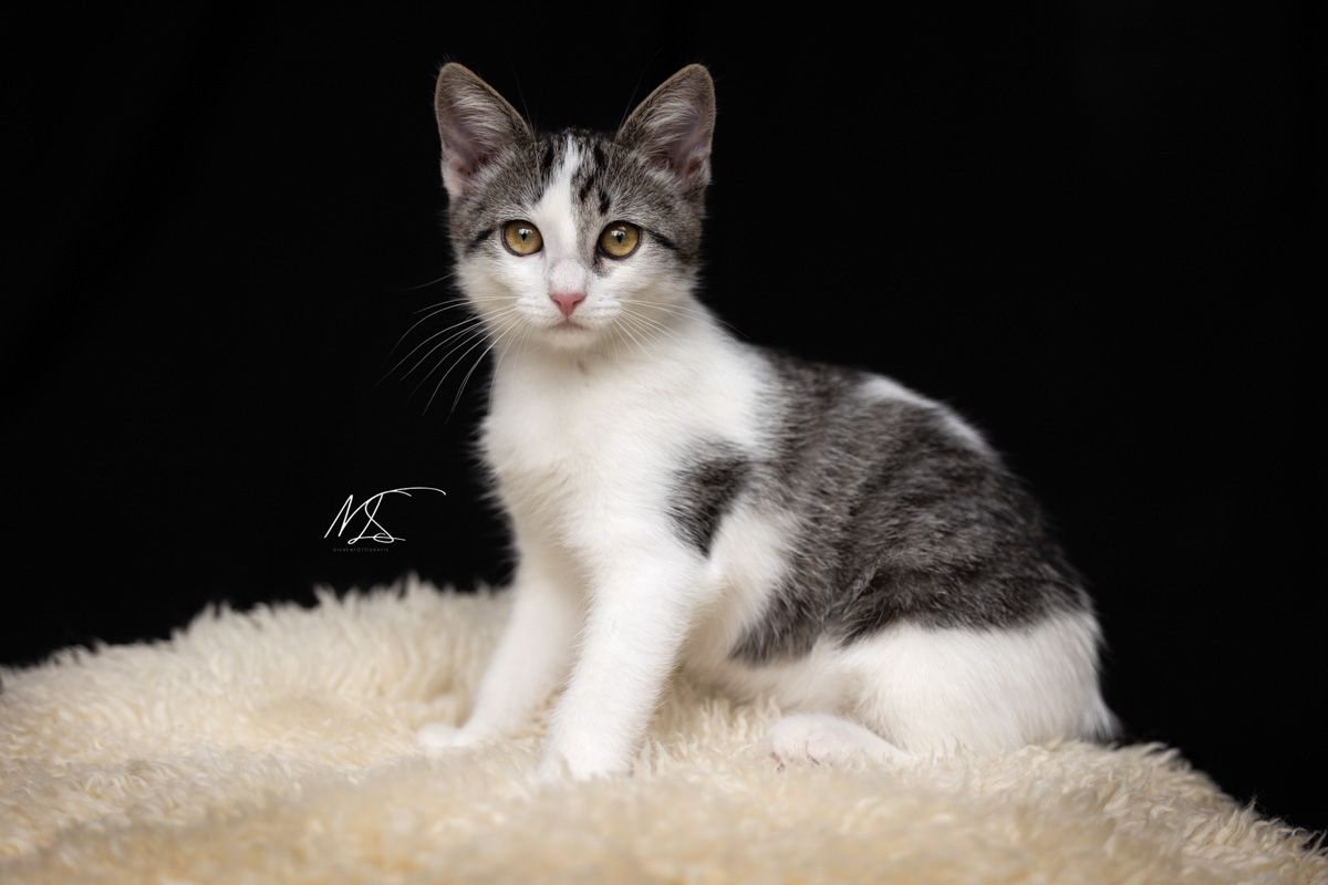 Foto van kortharige kitten grijs wit op een schapenvacht kleedje kijkt met grote ogen recht de camera in