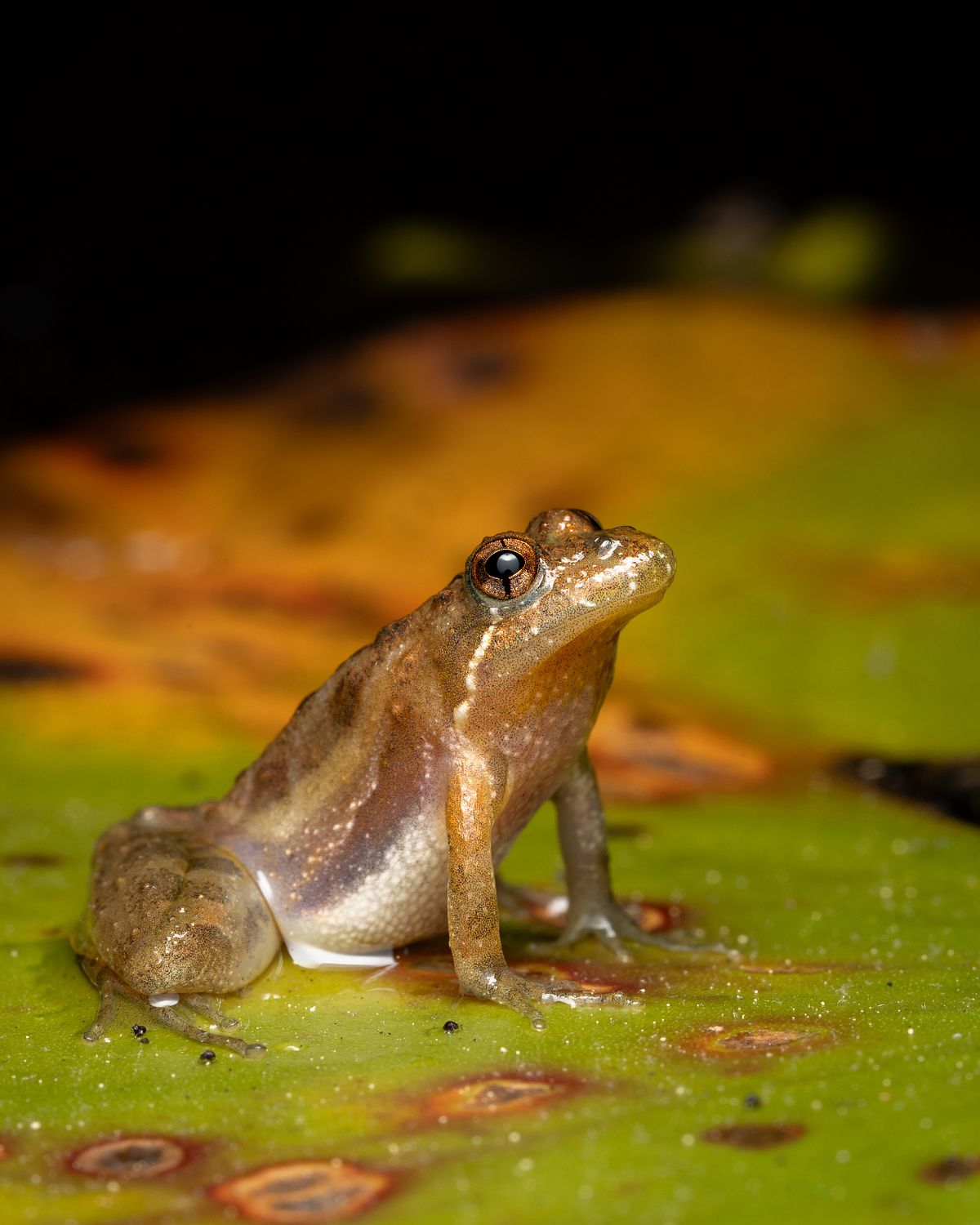 Enjoying an April Evening at the Frog Pond with Nature