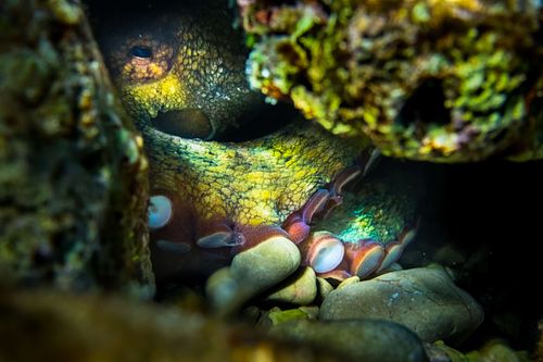 Octopus vulgaris – Gewöhnlicher Krake