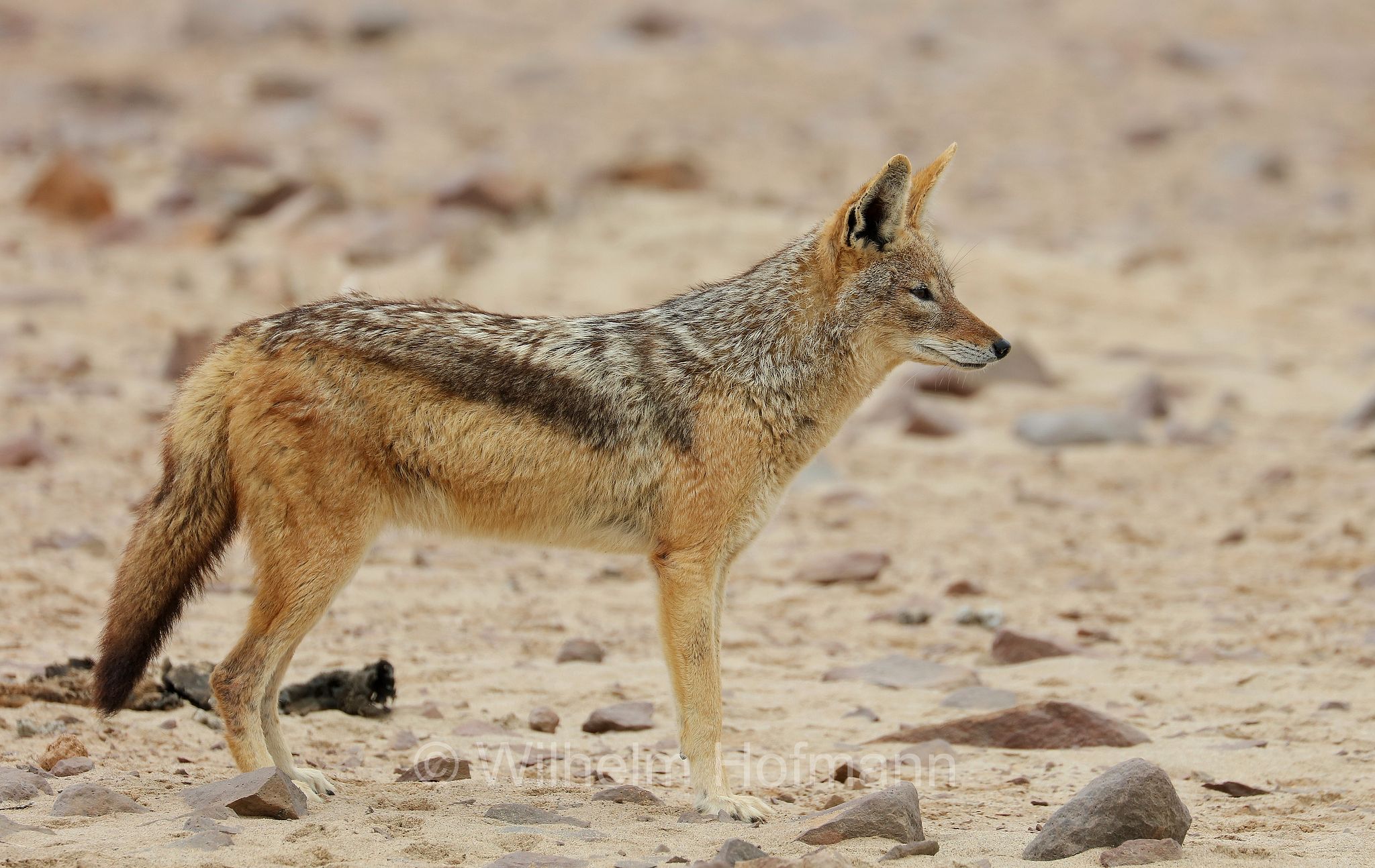 Lupulella mesomelas, black-backed jackal, Schabrackenschakal, sciacallo dalla gualdrappa, sciacallo dal dorso argentato, Cape Cross, Kreuzkap, Kaap Kruis, Skeleton Coast, Namibia