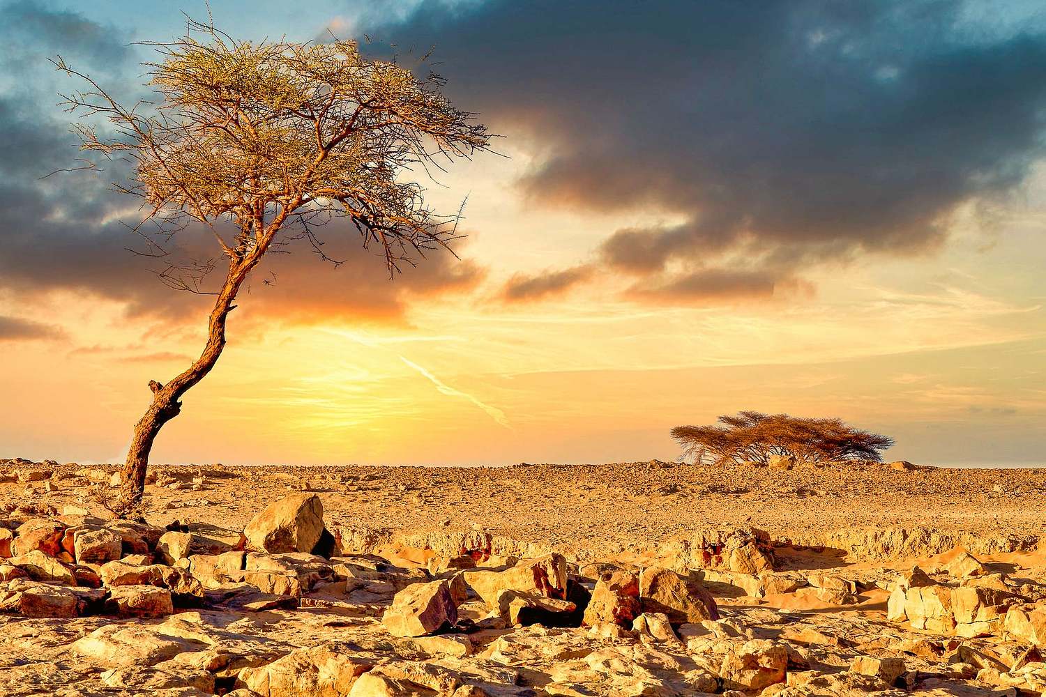 Image of Lone Leaning Tree in the Sahara Desert