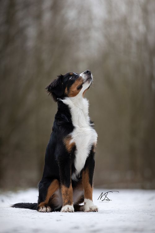 Huisdierenportret van Bernersennen pup zittend in de sneeuw in Purmerbos