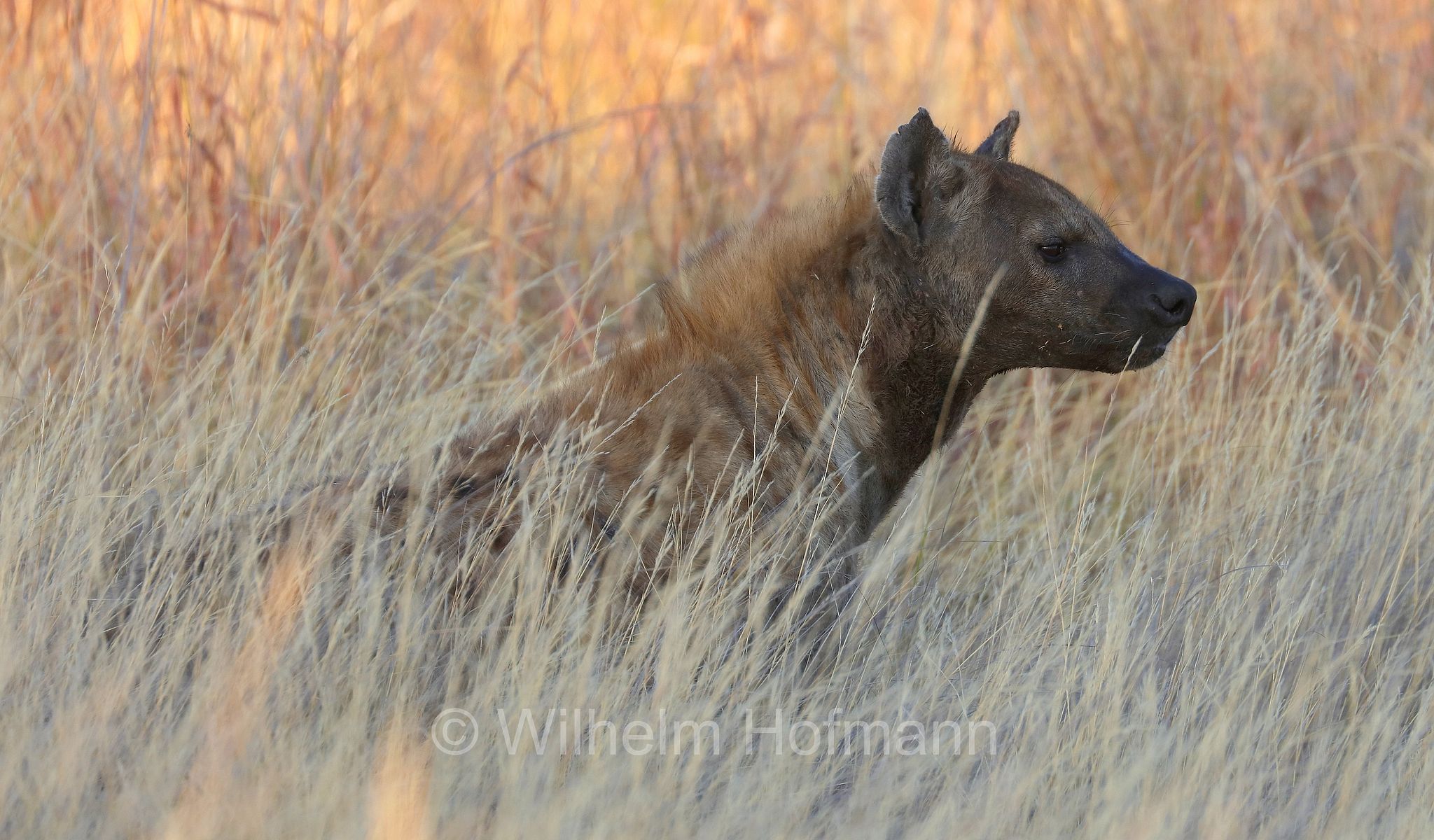 Crocuta crocuta, spotted hyena, laughing hyena, Tüpfelhyäne, Fleckenhyäne, iena macchiata, iena maculata, iena ridens﻿, Moremi Game Reserve, Moremi-Wildreservat, Okavango Delta, Okavango Grassland, Botswana, Republik Botsuana