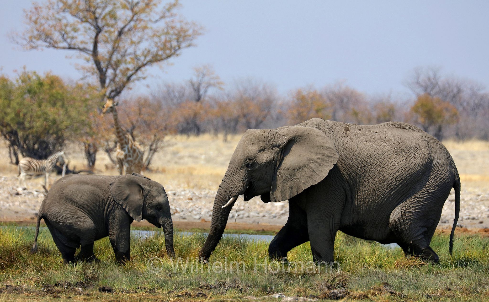 African bush elephant, African savanna elephant, Afrikanischer Elefant, Afrikanischer Buschelefant, Afrikanischer Savannenelefant, Afrikanischer Steppenelefant, elefanto africano, elefanto africano di savana, Etosha-Nationalpark, Etosha National Park, parco nazionale d'Etosha, Namibia