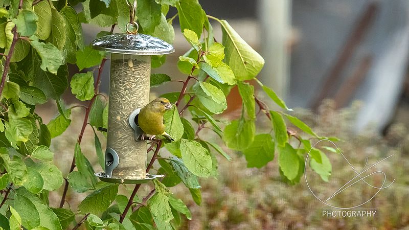 Eg er ute mellom kl. 12 og 13.