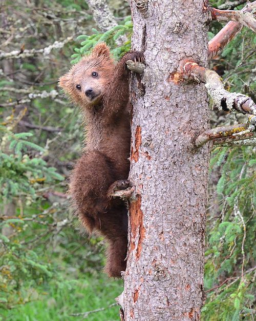 Best place for bear photography workshop & tour in the US.  Located in Katmai National Park, Brooks Camp, Brooks Falls, & Kodiak, Alaska, United States.