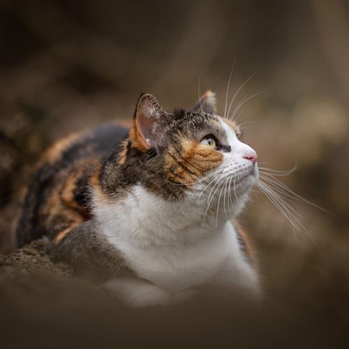 Huisdierenfotografie in de Natuur