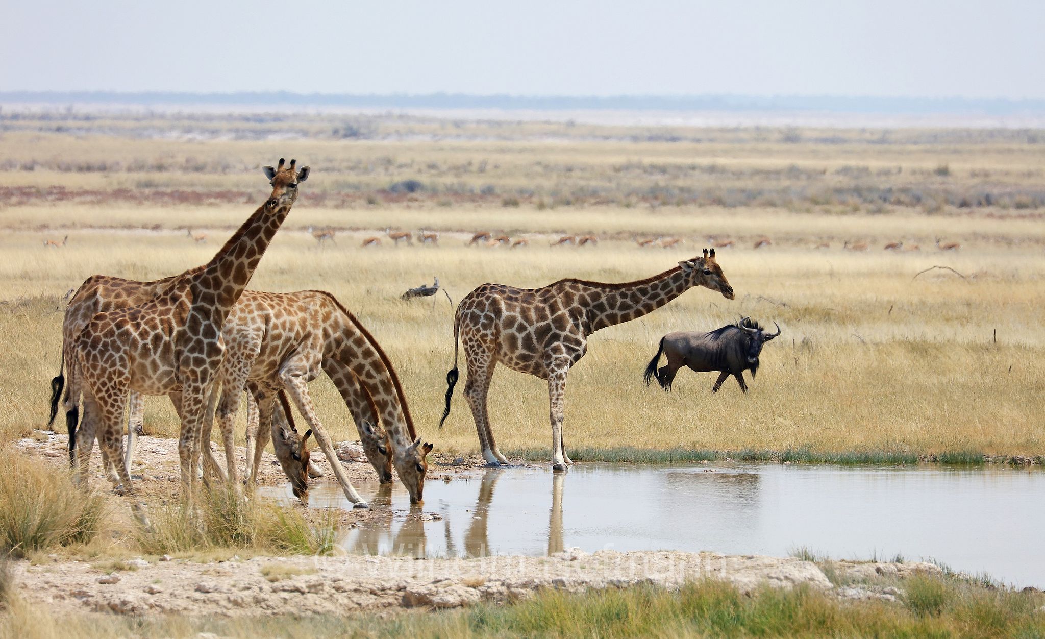 South African giraffe, Cape giraffe, Süd-Giraffe, giraffa meridionale, Giraffa giraffa, Etosha-Nationalpark, Etosha National Park, parco nazionale d'Etosha, Namibia